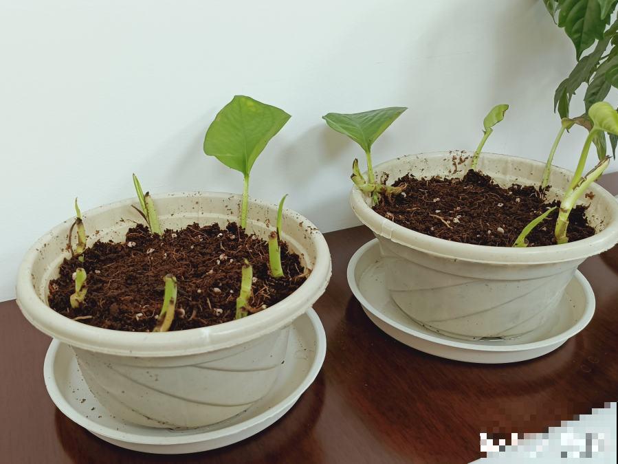 9种花，现在不能搬出门，屋里再躲半个月，不然就冻死