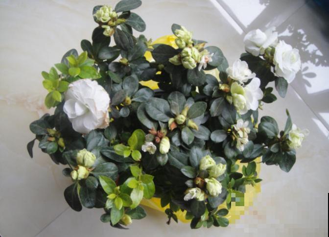 年前不敢买的“贵货花”，现在捡漏，价格低到“不可思议”