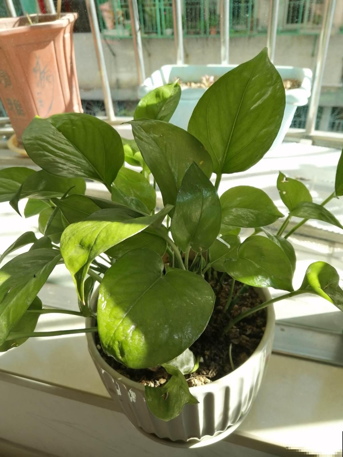 春天想养水培绿萝，只需3步，叶子油亮根系旺