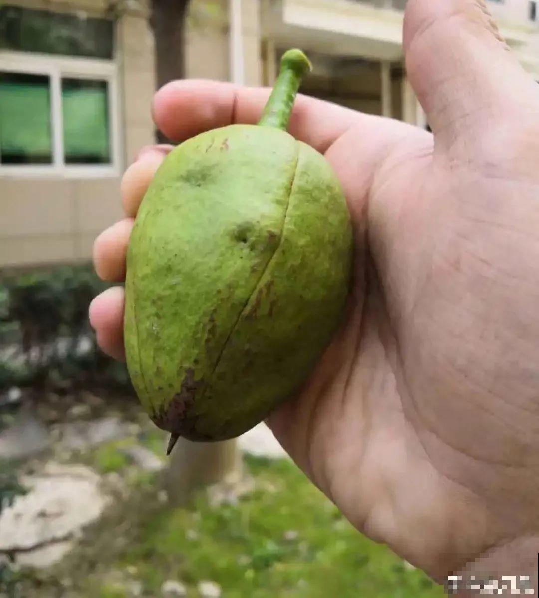 老人常说,6种吉祥花,轻易不开花,开花据说有好运 老人常说,6种吉祥花,轻易不开花,开花据说有好运