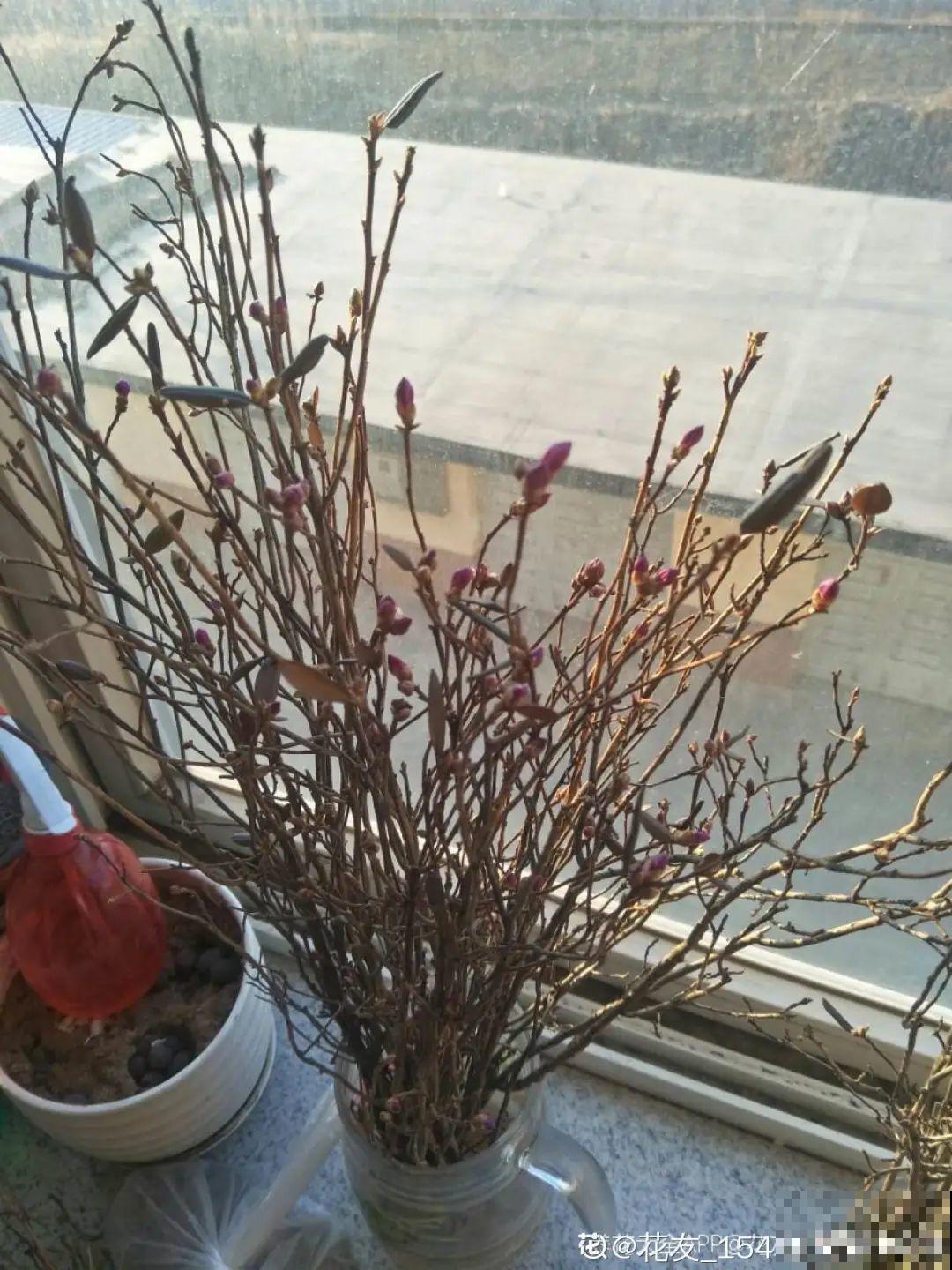 7种花不能买，触犯法律了不得，买了给自己惹麻烦