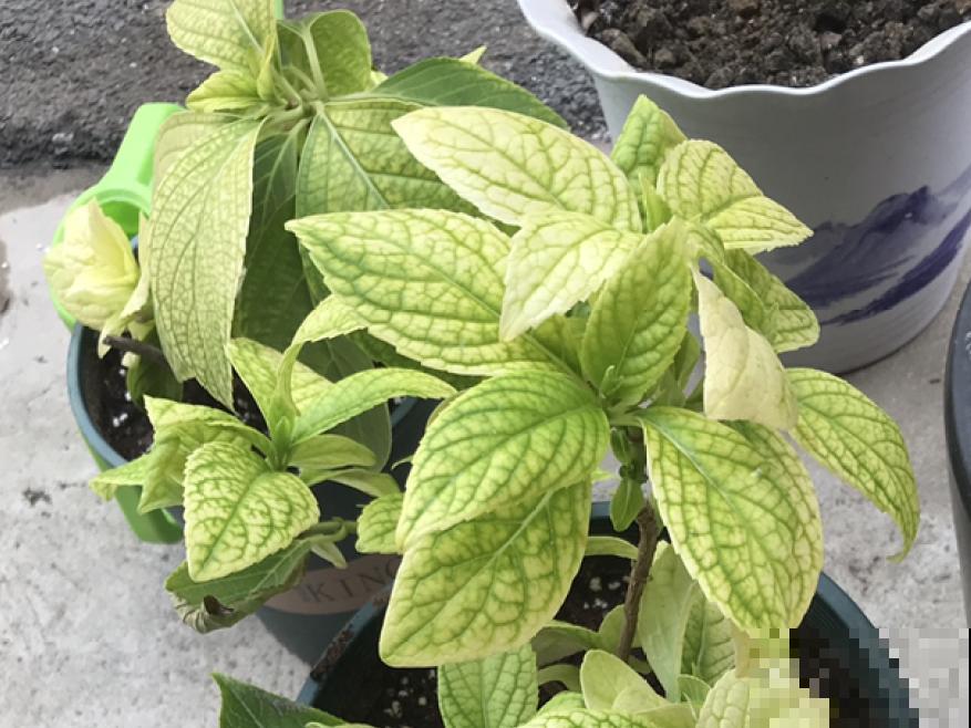 3个症状，说明花缺肥了，赶快补上，下个月大爆花