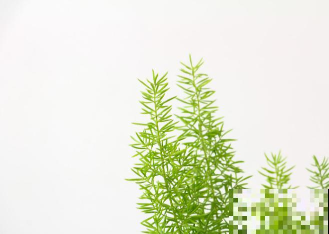 家里养盆天门冬，注意这5点，轻松爆盆