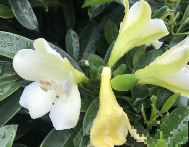 一种香水花，养在家里满屋飘香，堪称“活香水”