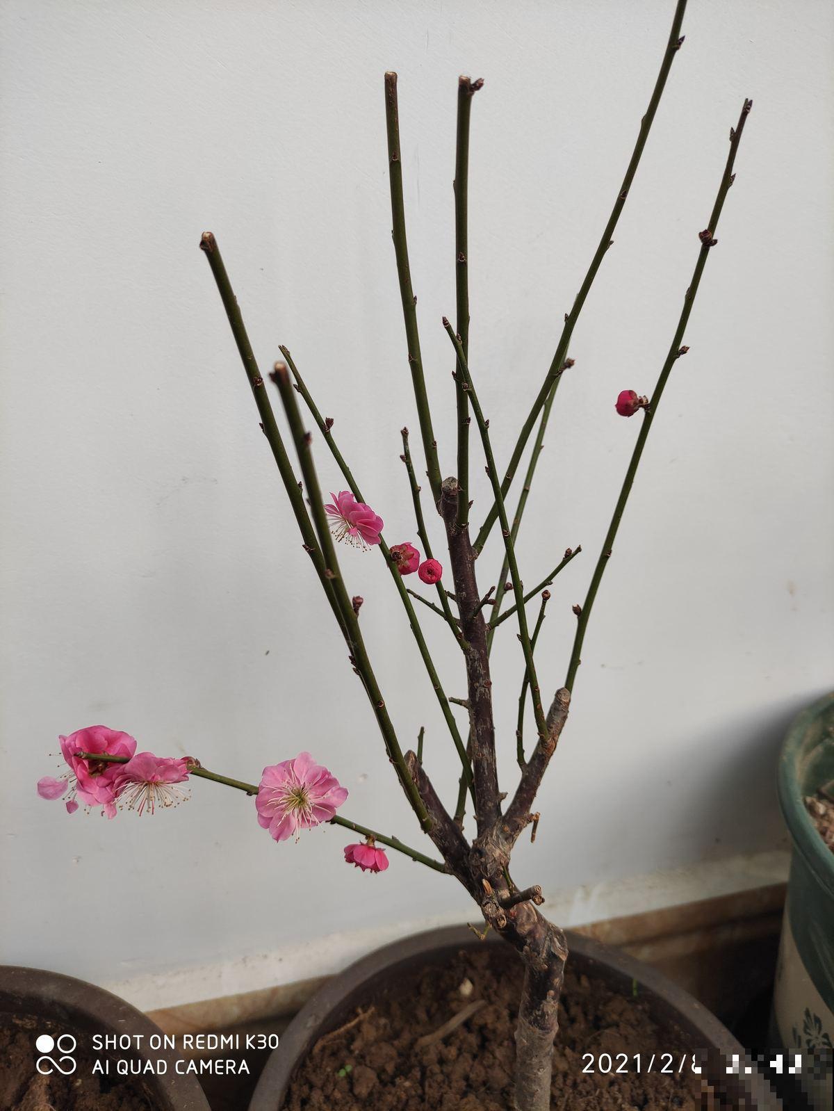 过年了还不养梅花？香味舒心颜色好看，养一盆正合适