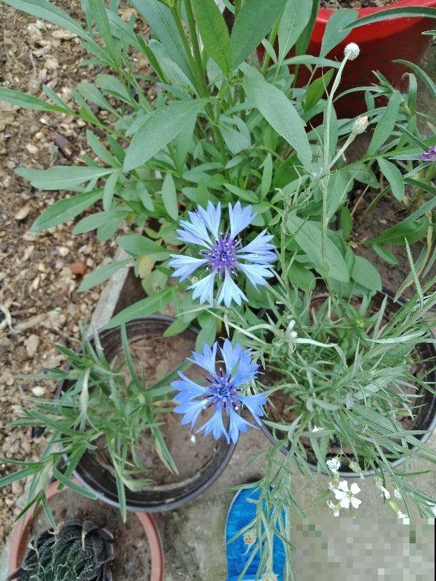 春天就要养矢车菊，几块钱就能开成花海，邻居看了都羡慕