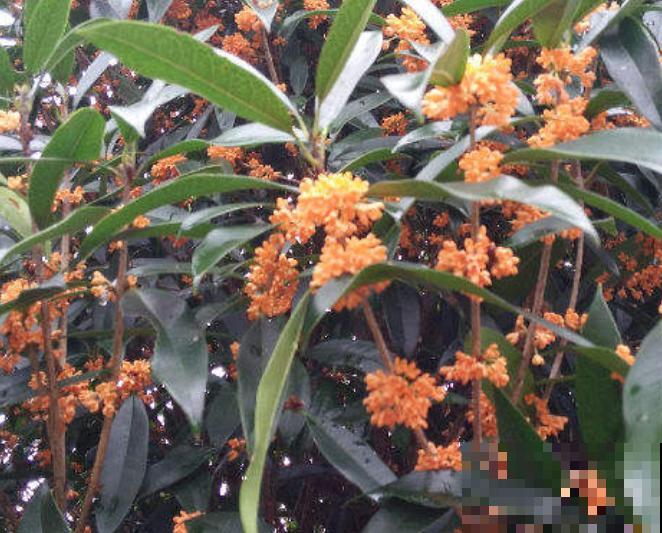 月桂养殖注意这4点，长势好，开花多