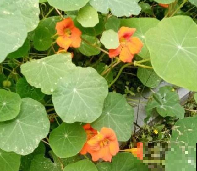 旱金莲黄叶，不要着急，做好这3点轻松解决