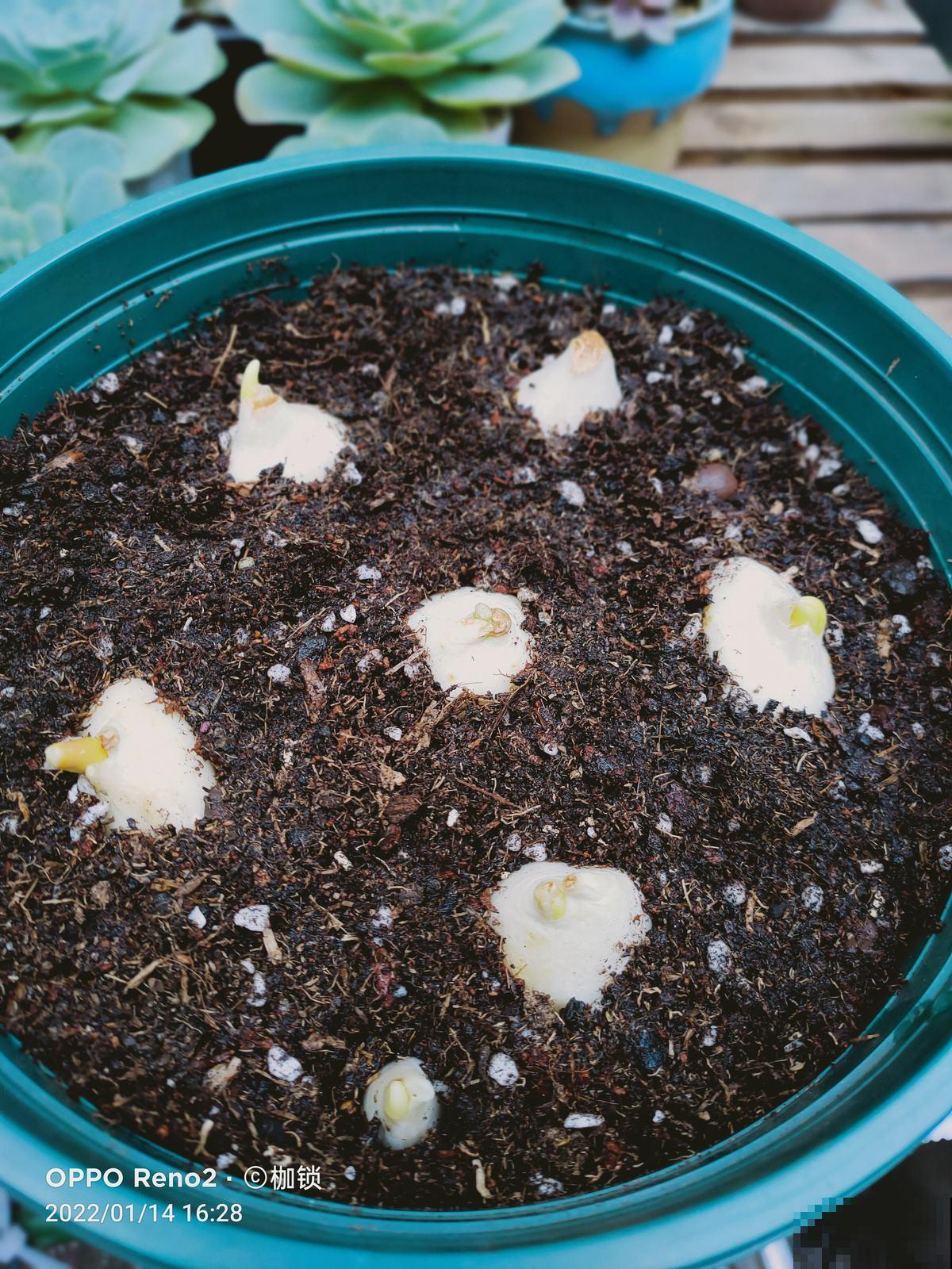 4种“一次性”花,开完了就扔,很难再养活 4种“一次性”花,开完了就扔,很难再养活