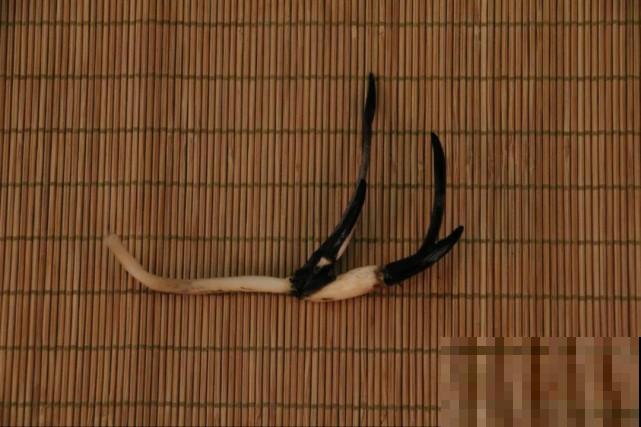 碗里就能种的荷花，1节藕种土里，初夏就开花