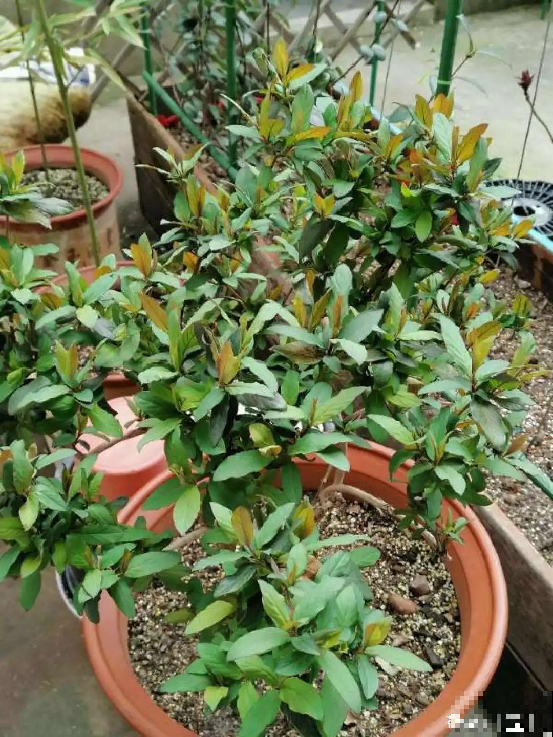 家里养盆新型品种金银花，下个月开出三色花瀑布，满院子飘香