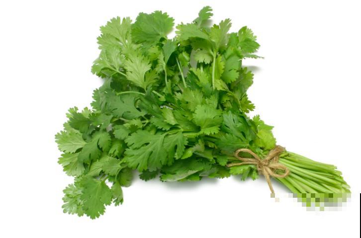 冒芽的香菜节节高，第二天全倒伏，究竟为啥？