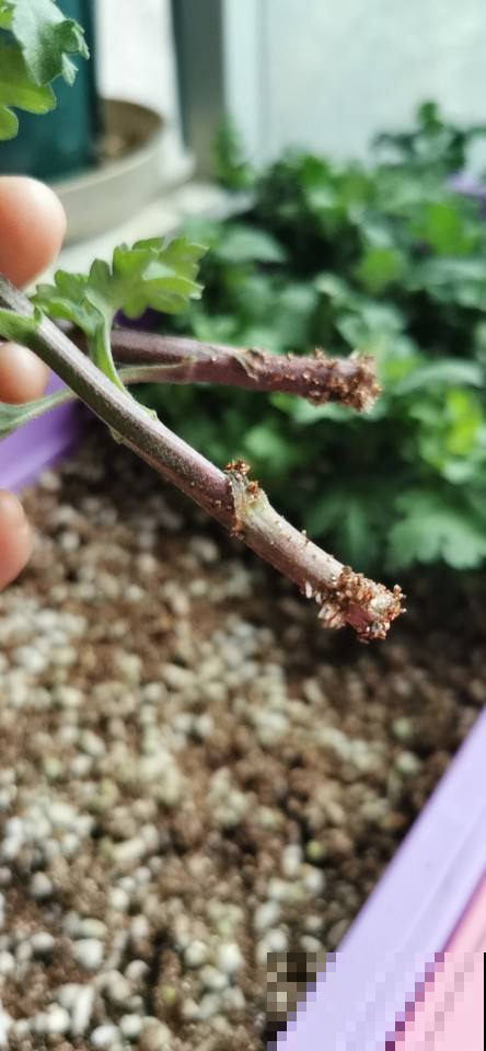 扦插一直不生根，1张卫生纸就搞定，呼呼冒出“狗牙根”