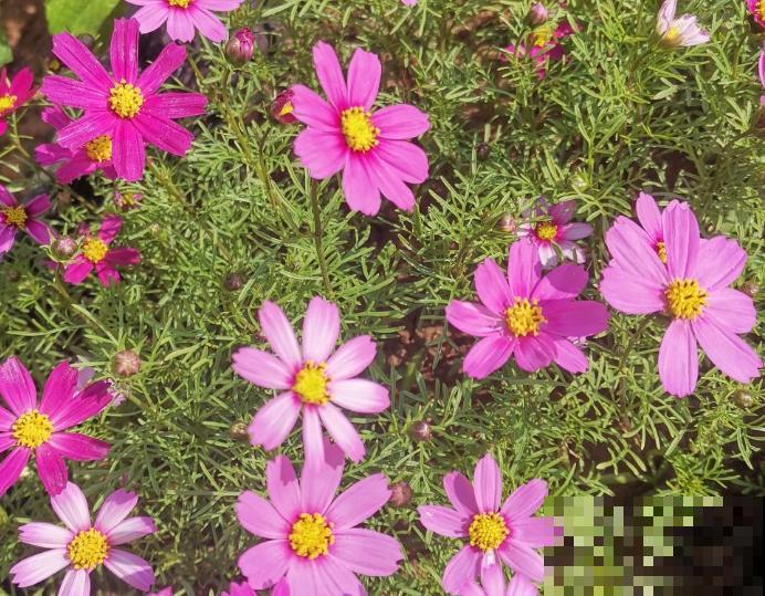 秋英和波斯菊是同一种植物,要想省心就养它,好看长得还快 秋英和波斯菊是同一种植物,要想省心就养它,好看长得还快