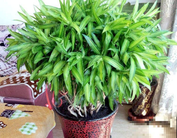 百合底部斜剪个口，插水里吸水性更强，花期延长10天