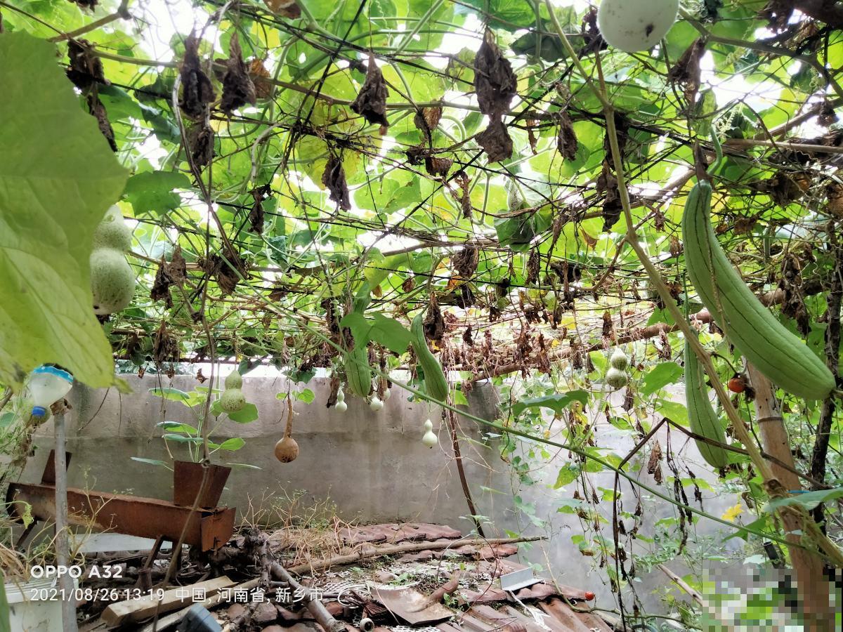 三月过后种葫芦,一根藤上长七个,当成艺术品价格翻十倍 三月过后种葫芦,一根藤上长七个,当成艺术品价格翻十倍