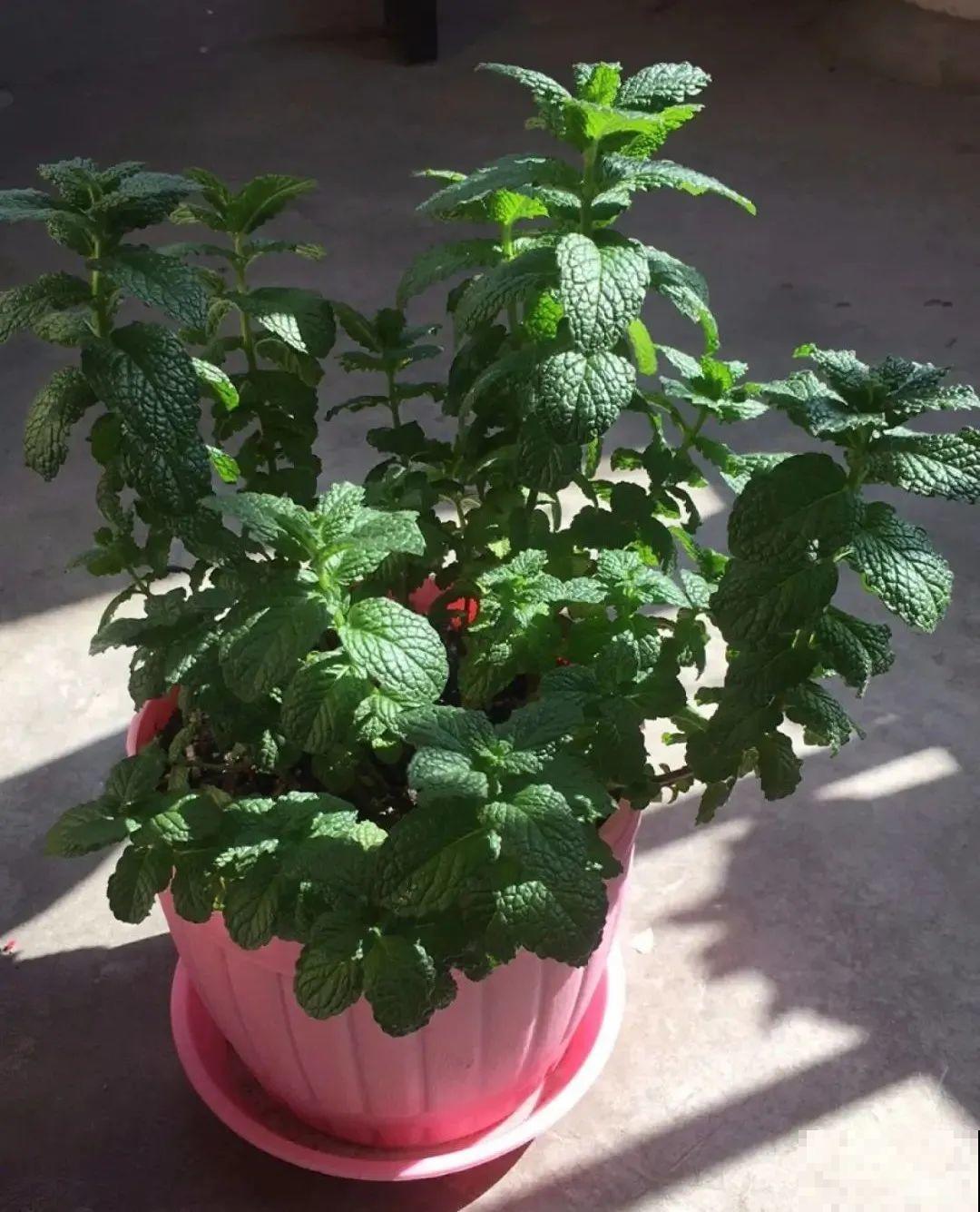 家里养盆薄荷，春天进行扦插繁殖，一盆变多盆
