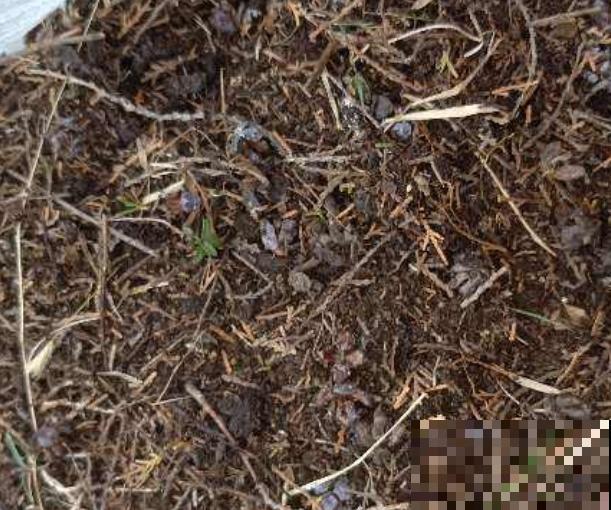 枯树叶埋土里要想腐熟,至少需要3个月,学会这3点在家就能腐熟 枯树叶埋土里要想腐熟,至少需要3个月,学会这3点在家就能腐熟