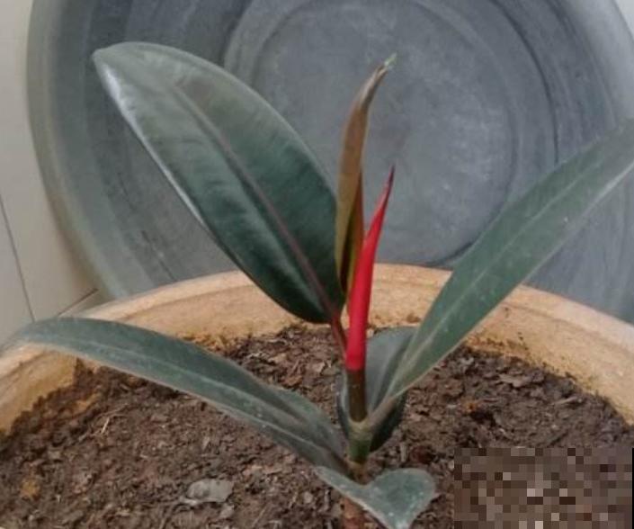 家里养盆橡皮树，肥料选择很重要，做好这4步养出肥厚的叶片