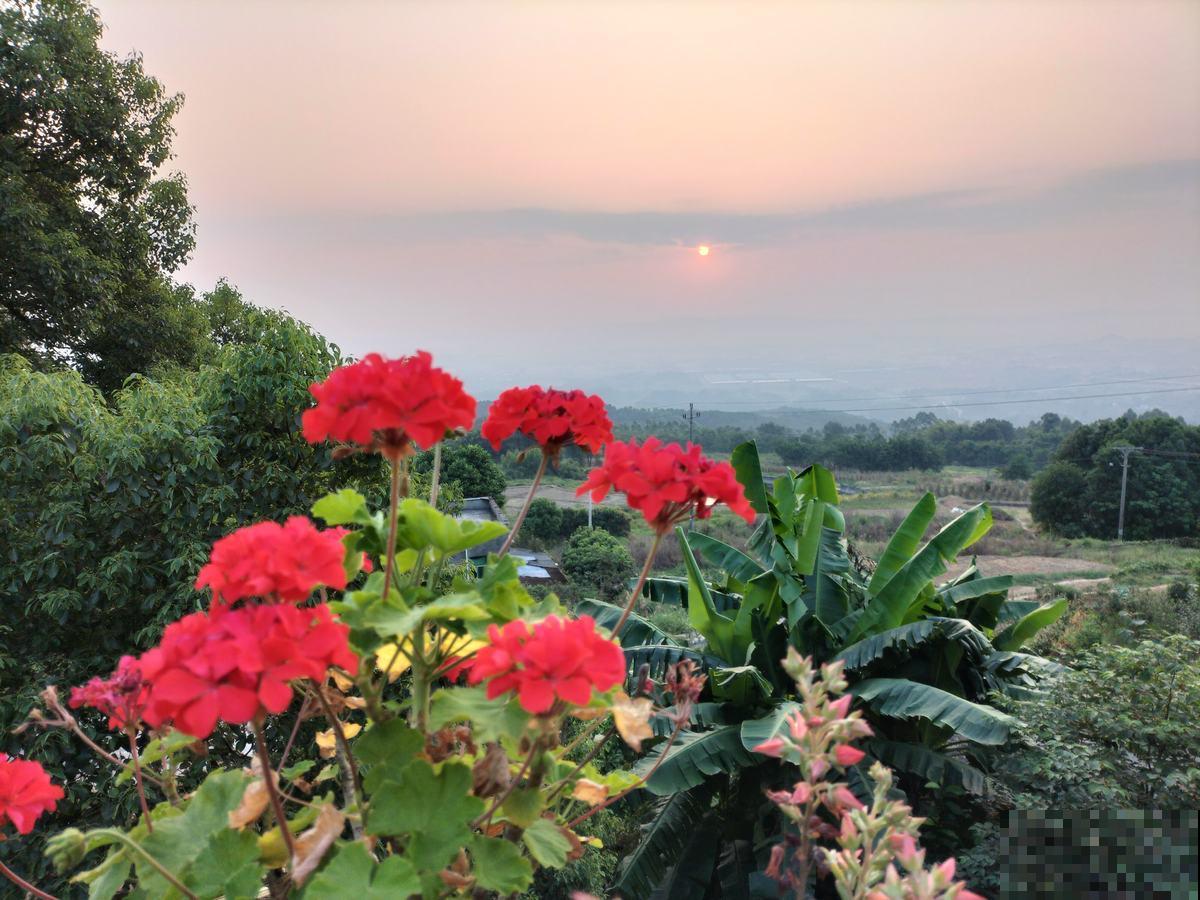 按色系分类的搭配技巧，庭院养花最受用