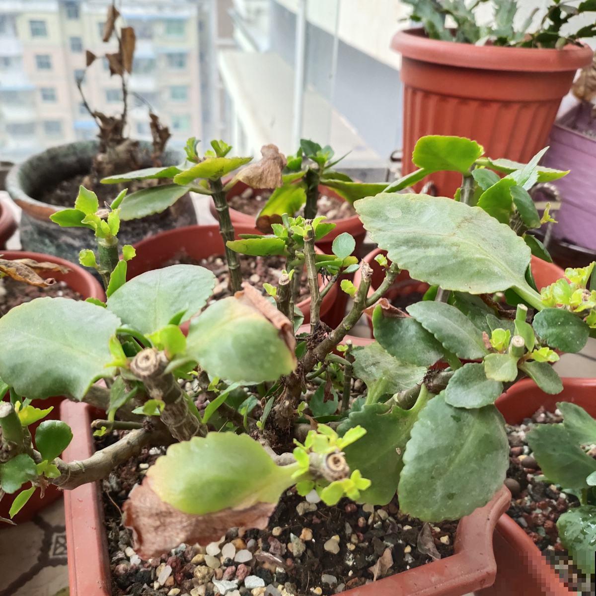 4种植物，一到冬天就黄叶，看看你错误在哪里