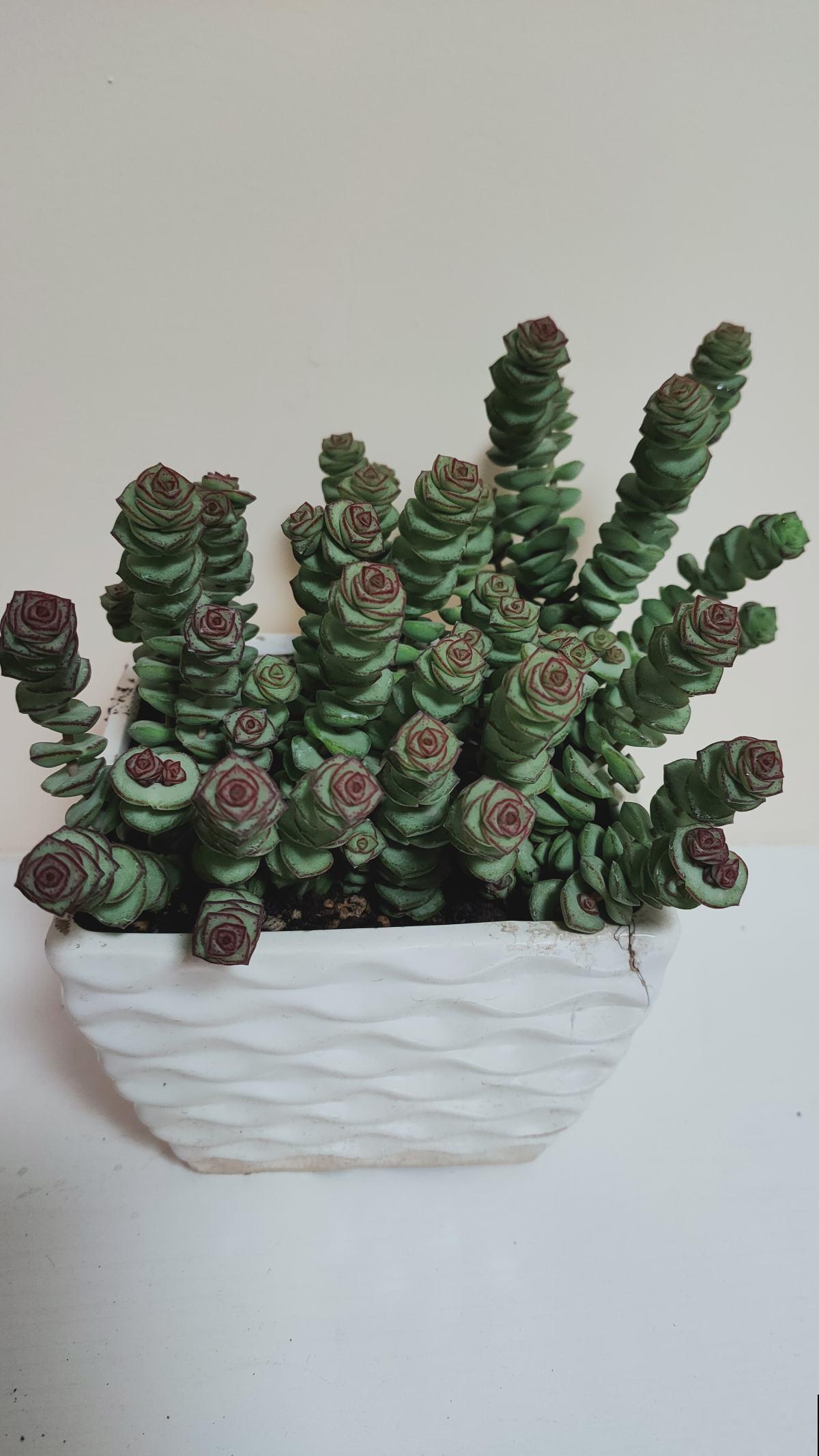 招财多肉现在养,俩月之后爆满盆,招财进宝寓意好 招财多肉现在养,俩月之后爆满盆,招财进宝寓意好