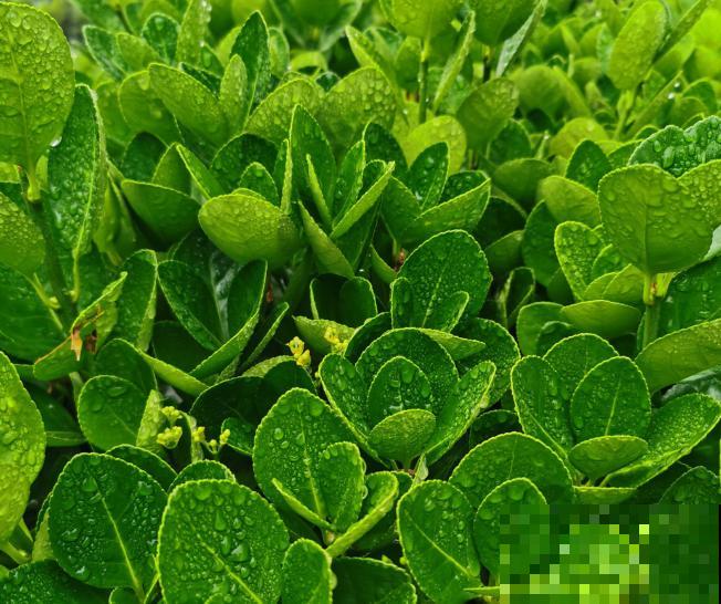 黄杨盆景枯死，记住这5步，补救还有希望