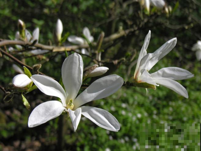 这4种树开花最香，快在门口养几颗，花香四溢