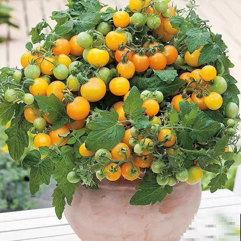 家里养盆圣女果,酸甜可口随意吃,新手也能养爆盆! 家里养盆圣女果,酸甜可口随意吃,新手也能养爆盆!