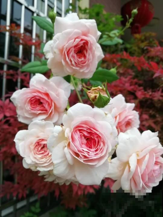 春天一到，10种常见月季，浓香又爆花，赶紧养起来