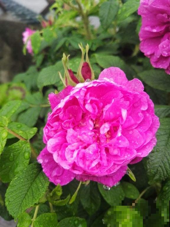 4种“女人花”,爆花容易还能吃,养出好气色 4种“女人花”,爆花容易还能吃,养出好气色