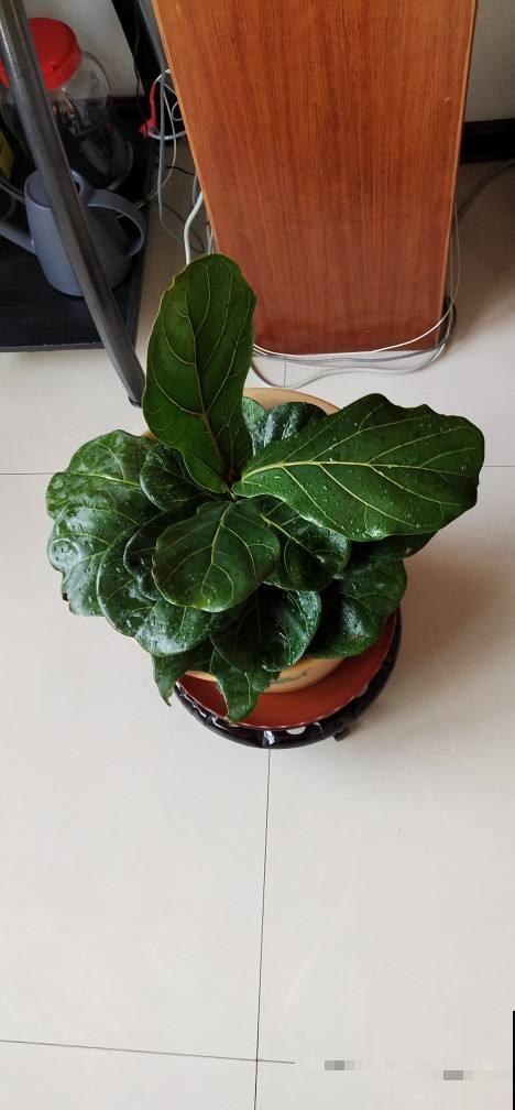 琴叶榕养着养着就“嗝屁”了,找对原因,分分钟成为绿植C位 琴叶榕养着养着就“嗝屁”了,找对原因,分分钟成为绿植C位