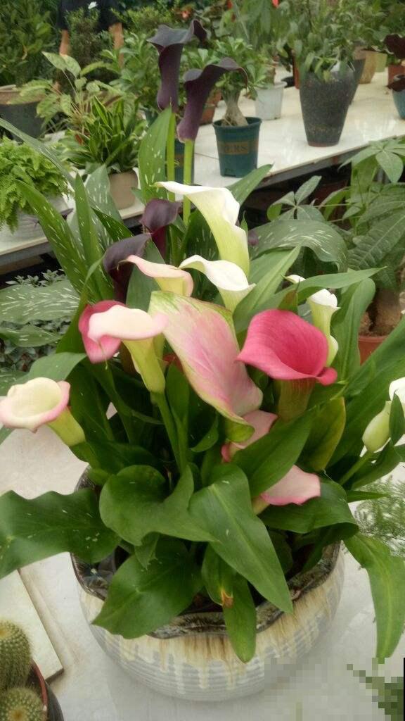 4种花太美丽，亲戚来拜年还以为是假花，忍不住上手摸