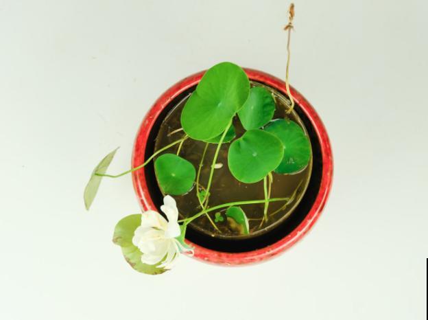 这5种植物在家种植，发芽率高，温度合适两三天出芽