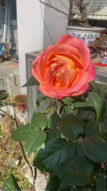 开春后养花，虫子是真不少，一碗肥皂水就管用，安全无污染