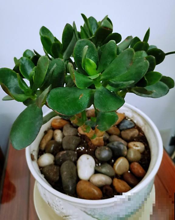 一般花友都不说的养花技巧,学会了就是资深花友,花越长越旺 一般花友都不说的养花技巧,学会了就是资深花友,花越长越旺