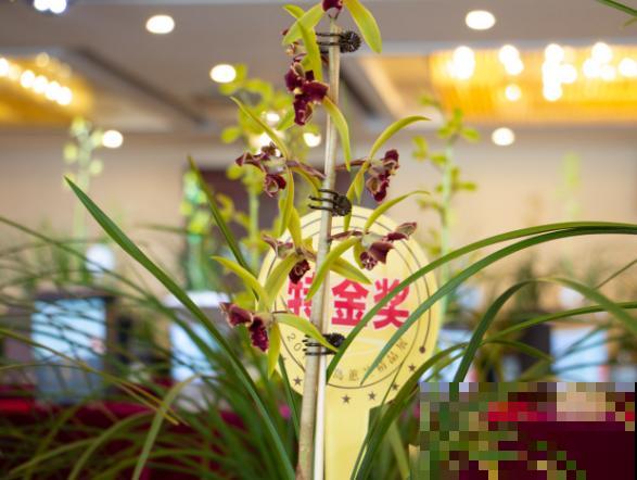 养殖兰花配土要注意，要想长势好，腐叶土树皮不能少