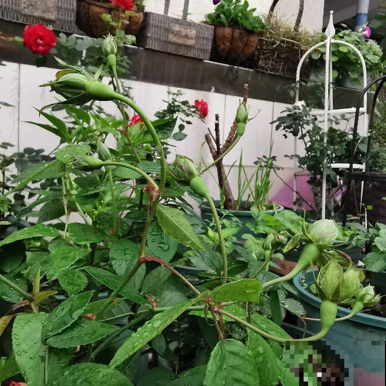 花期不开花的6个原因,掌握方法才能“对症下药” 花期不开花的6个原因,掌握方法才能“对症下药”