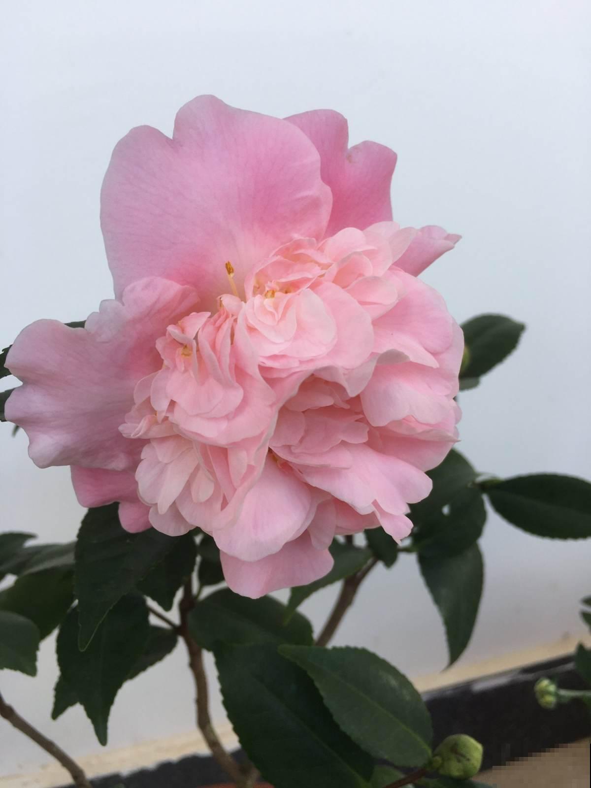 春天养茶花的“三大雷区”,学会避开很重要,能开花大半年 春天养茶花的“三大雷区”,学会避开很重要,能开花大半年