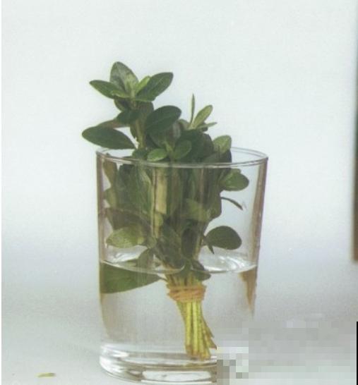 6种花，二月底快扦插，十几天就生根