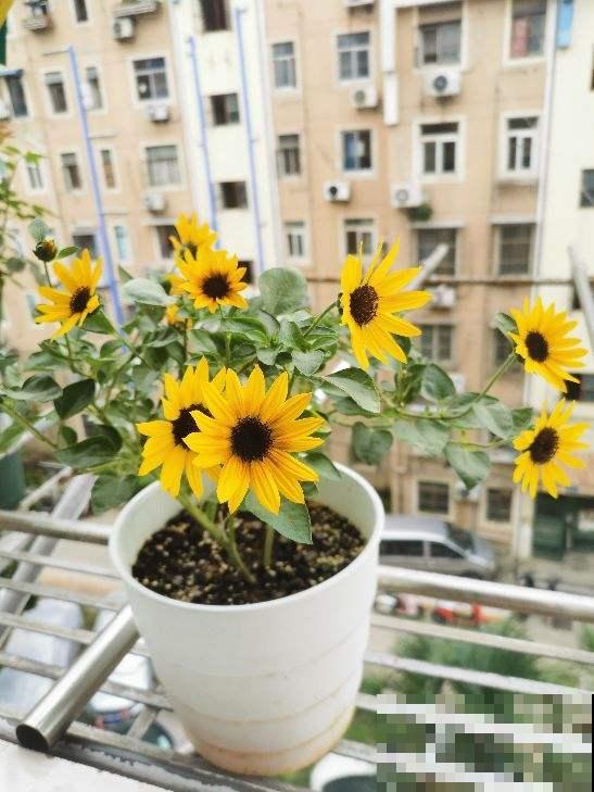 最能代表女人的4种花,千姿百态,哪种最符合你? 最能代表女人的4种花,千姿百态,哪种最符合你?