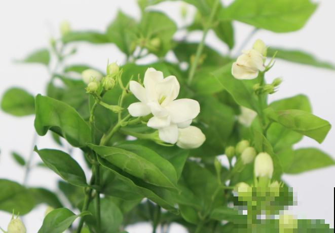 茉莉开花是紫色，主要和这4点有关，处理好颜色会改善