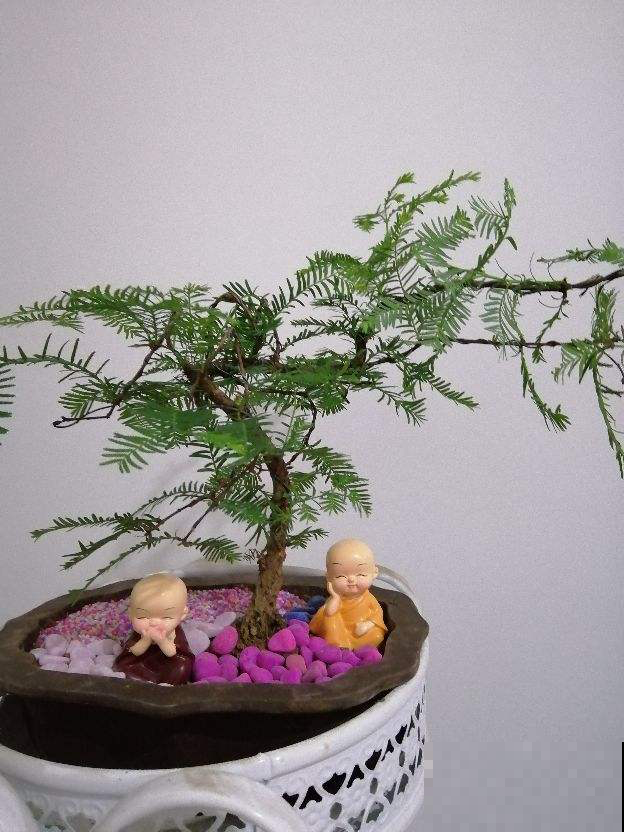 10种耐阴植物,北阳台养更好,小众又有高级感 10种耐阴植物,北阳台养更好,小众又有高级感