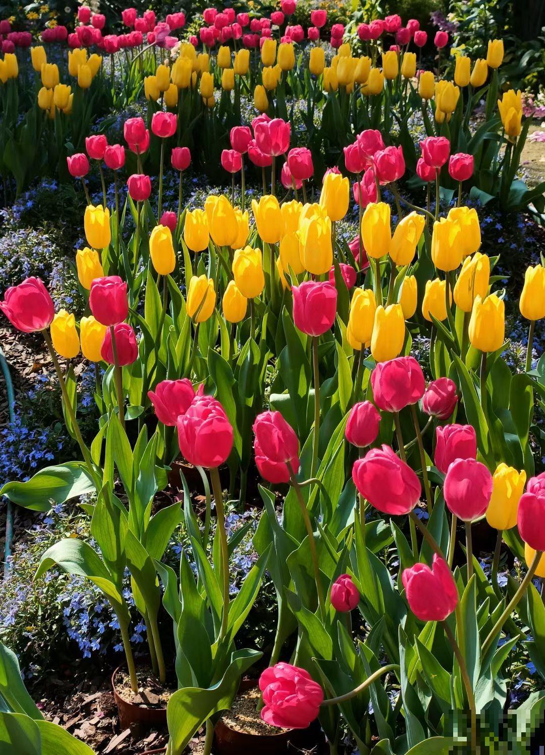 30种春天的路边花，都很常见，却很少知道叫什么