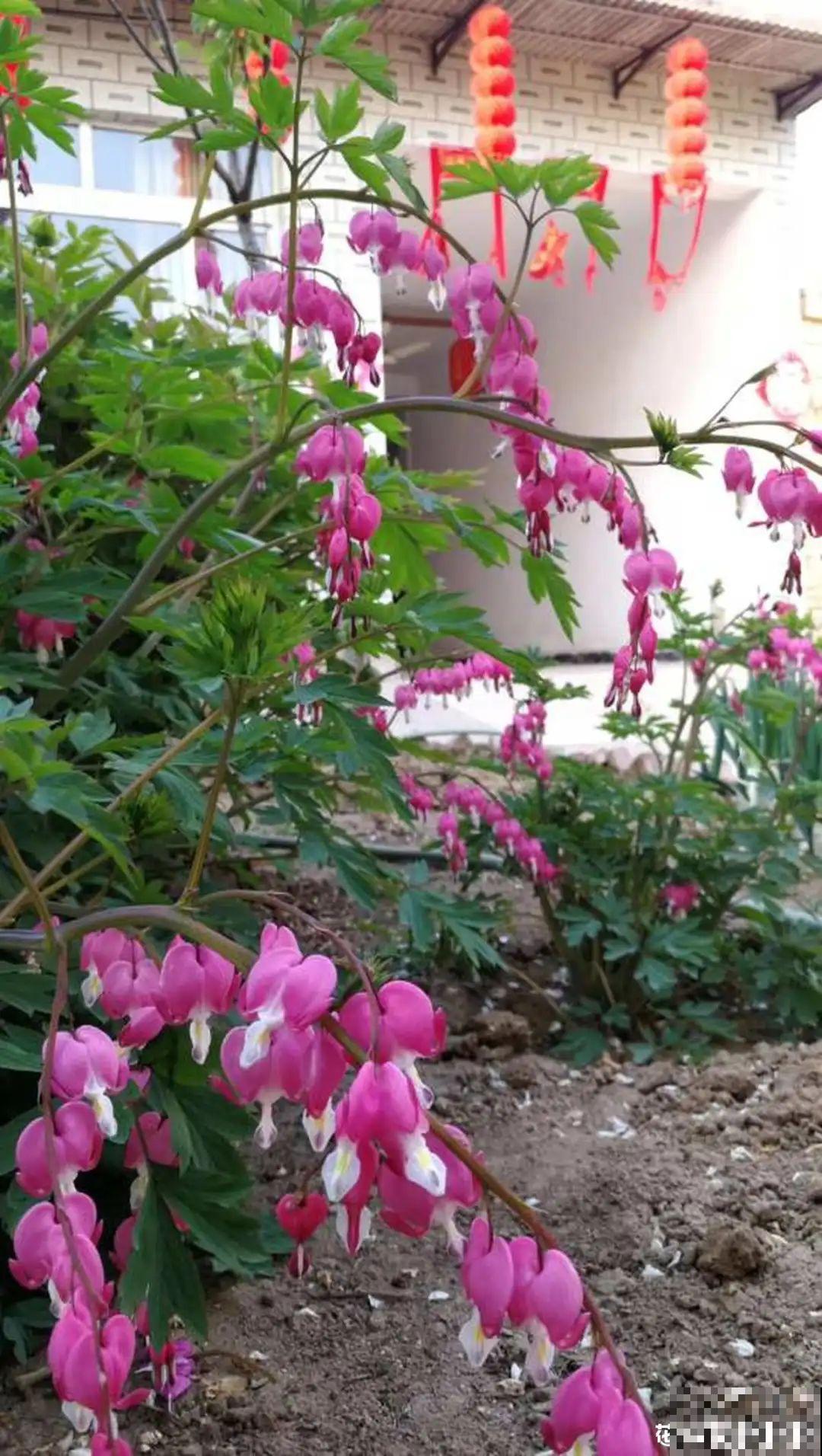 家里养盆荷包牡丹,荷包满满,富贵吉祥寓意好! 家里养盆荷包牡丹,荷包满满,富贵吉祥寓意好!