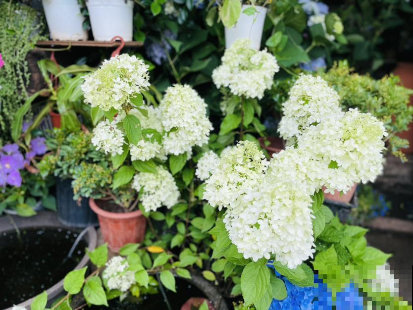 6种漂亮花，惊蛰之后疯狂长个，一个月就爆盆