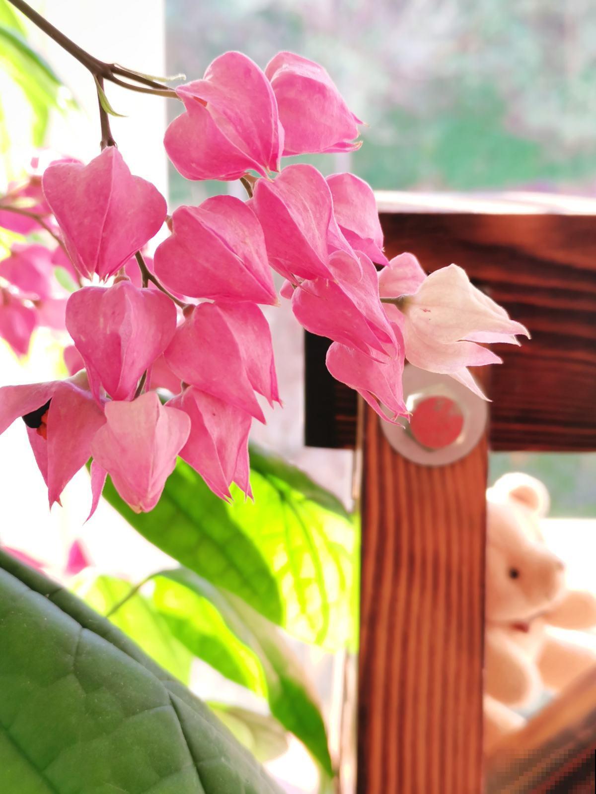 3种买花骗局,网上买花最常见,进来看不吃亏 3种买花骗局,网上买花最常见,进来看不吃亏