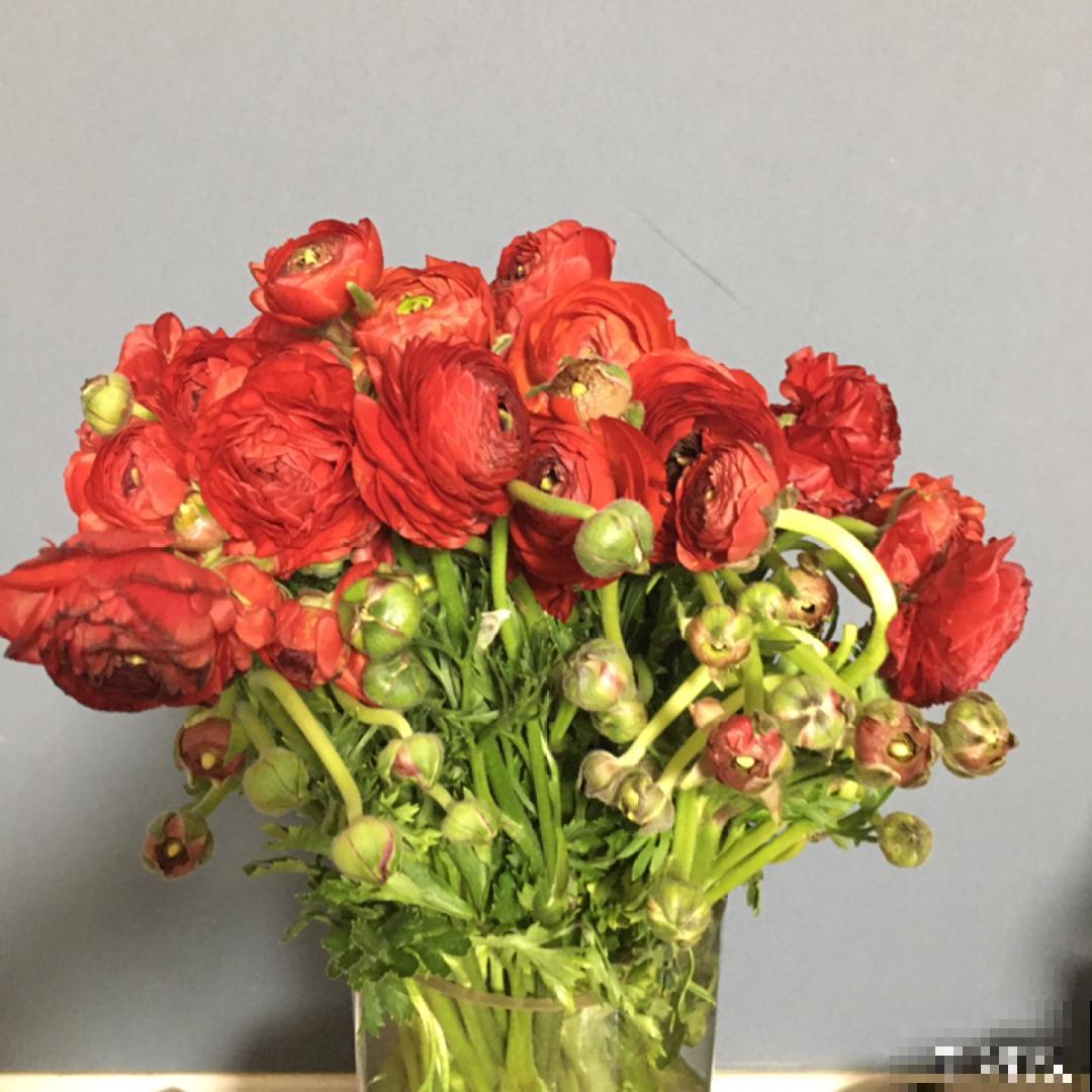 一种花被称作“小牡丹花”,能开花3个月,比玫瑰花还好看 一种花被称作“小牡丹花”,能开花3个月,比玫瑰花还好看