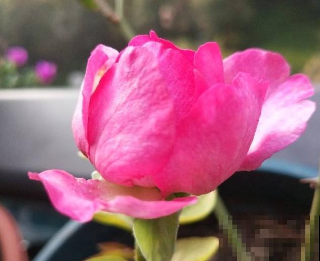 胭脂香水难养，主要和这3点有关，学会以后养殖变简单