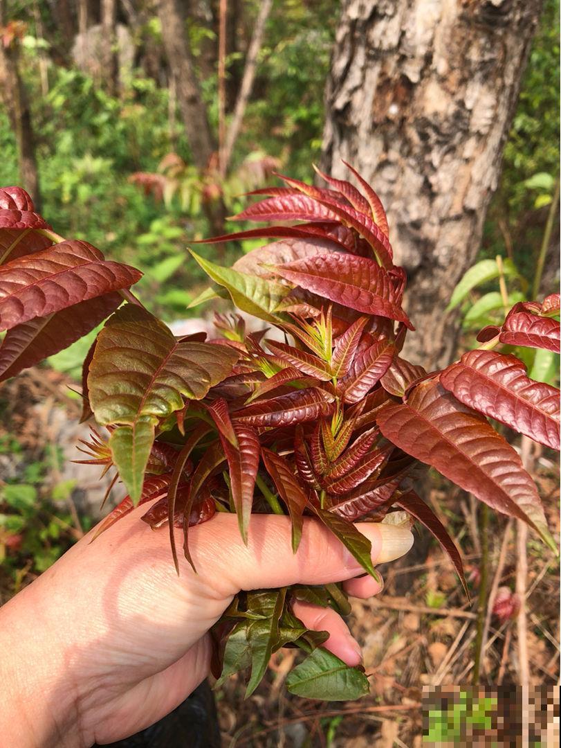 春天必吃的6种野菜,鲜味飘满屋,错过要再等一年 春天必吃的6种野菜,鲜味飘满屋,错过要再等一年